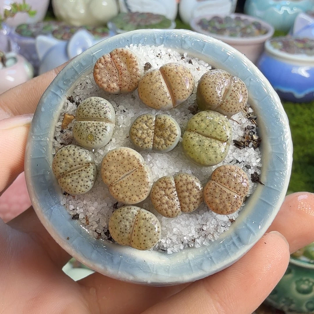 多肉植物的生长发育583