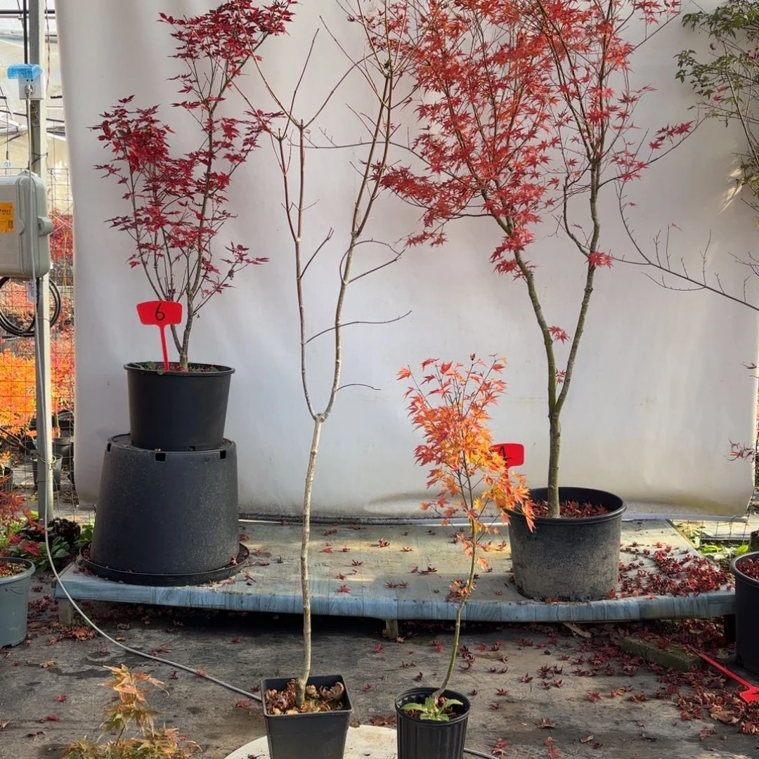 完全开放约旦666666666666