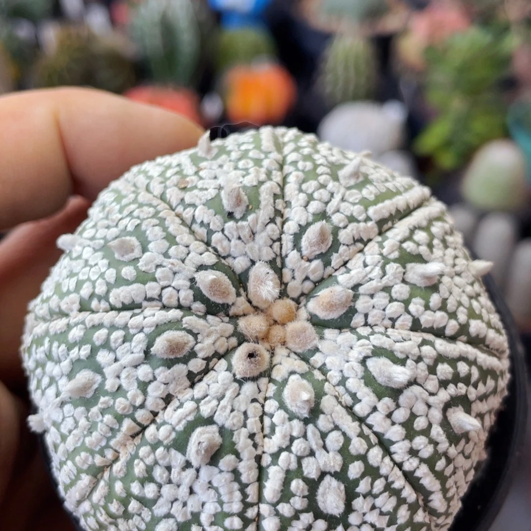 仙人球满28包邮人口径5公分奇迹兜6.5公分