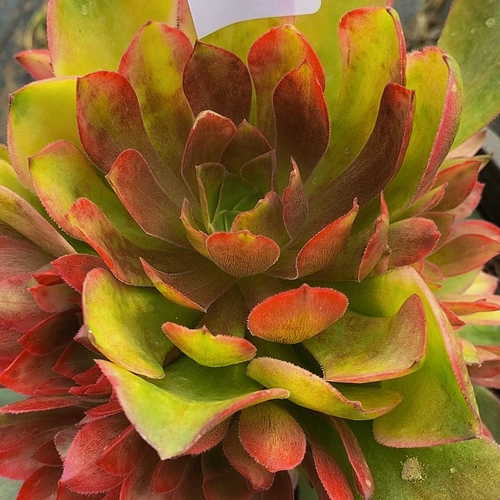 流星雨七彩458一颗包邮