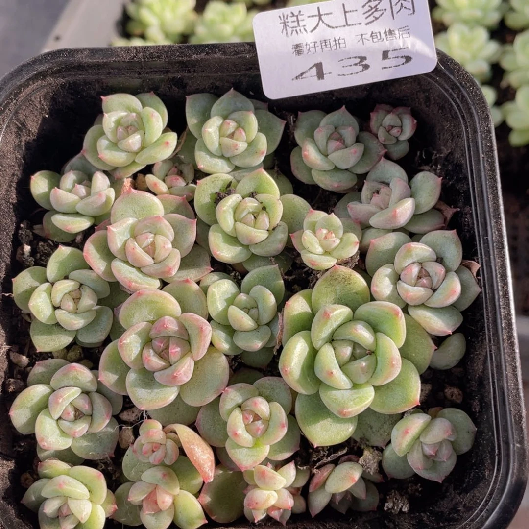 云糖心多肉植物435