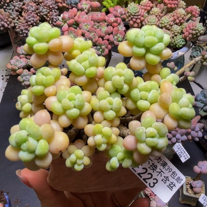 花朵鱼子酱223:8cm多肉