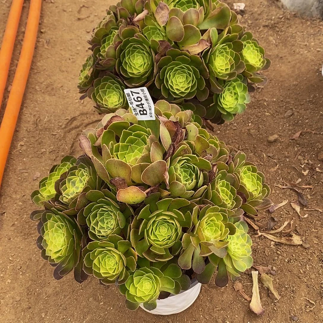 天***梦467468雨荷多肉法师锦两棵