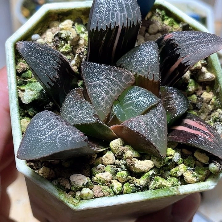 635大型克锦一物一拍