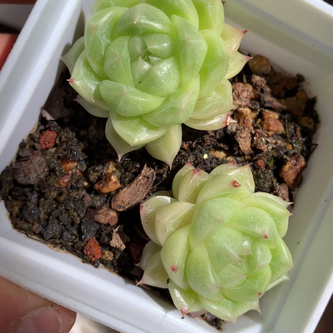 0606-21 珍妮麦杆两颗