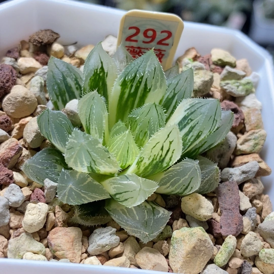 292号毛玉露锦多肉植物