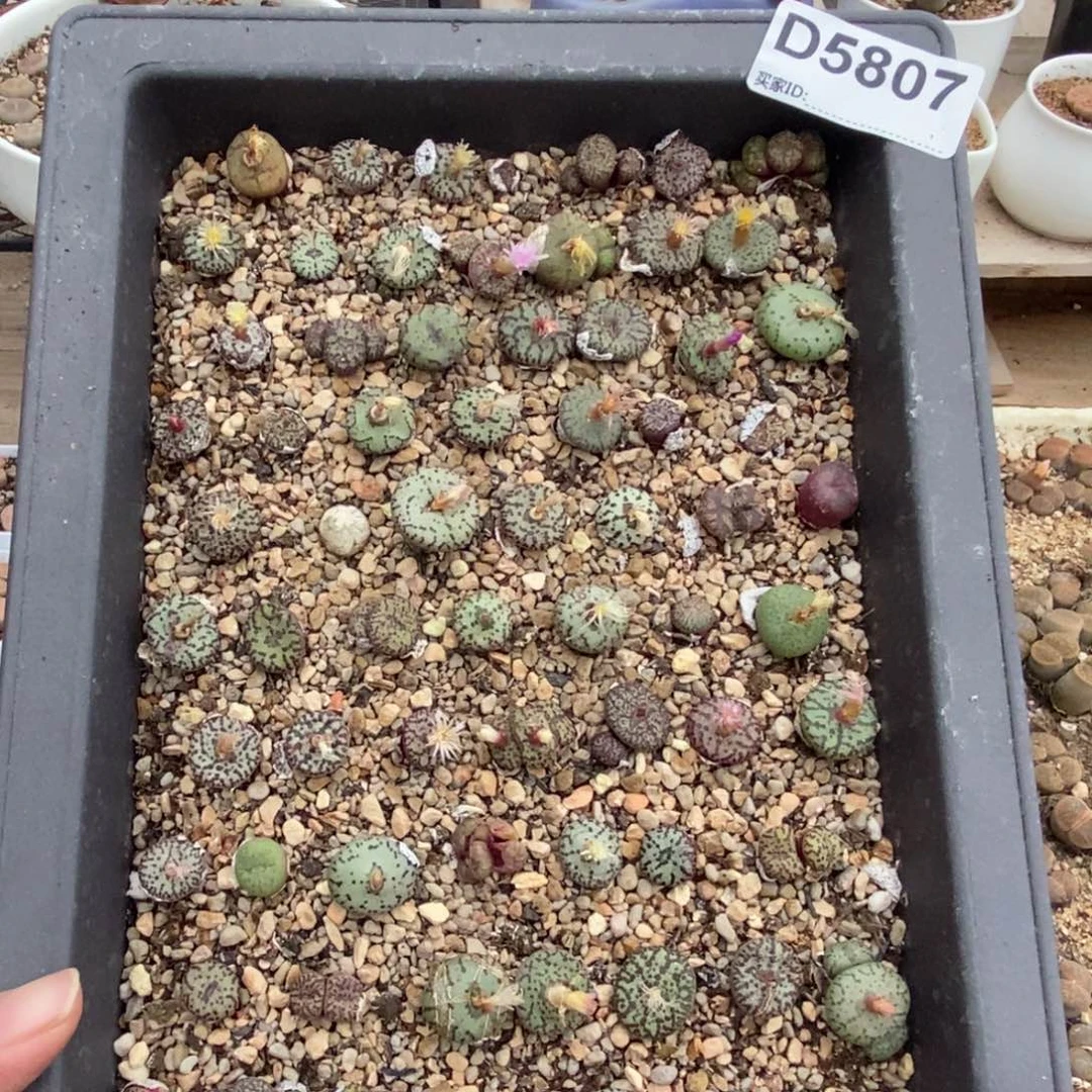 5807 安贞混合一盒带盆土