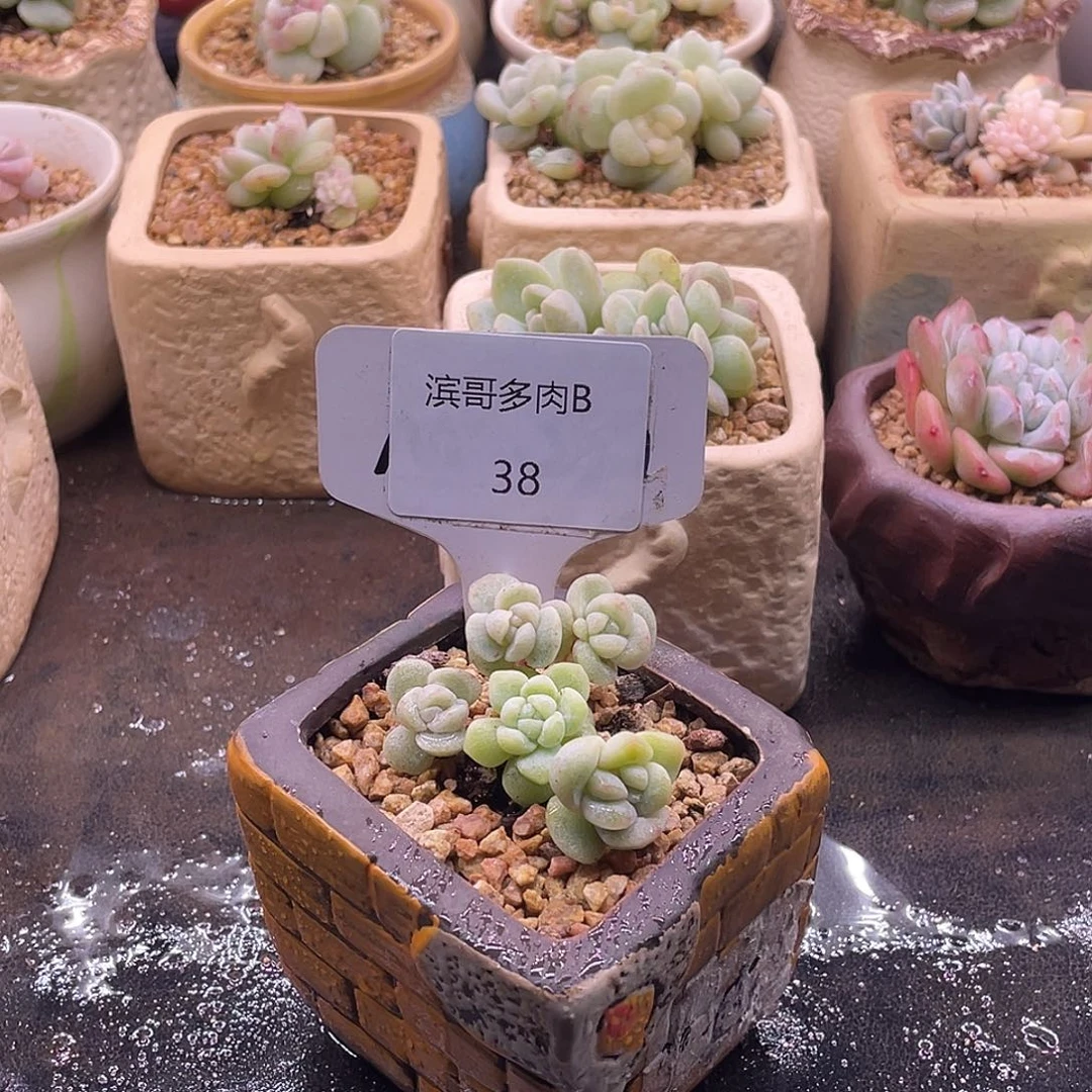 滨哥多肉B38冰玉石化5头带飘枝