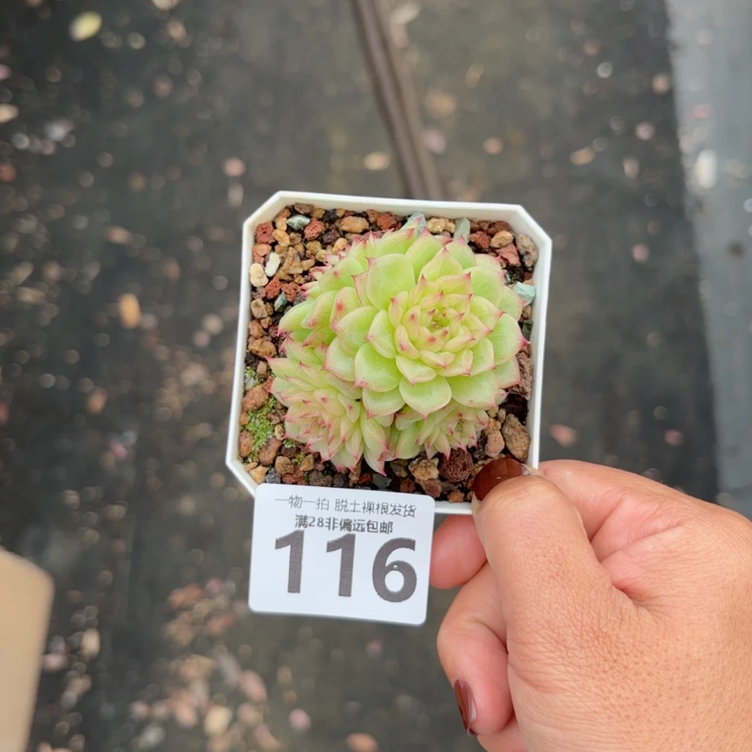 麦秆群无盆土发货