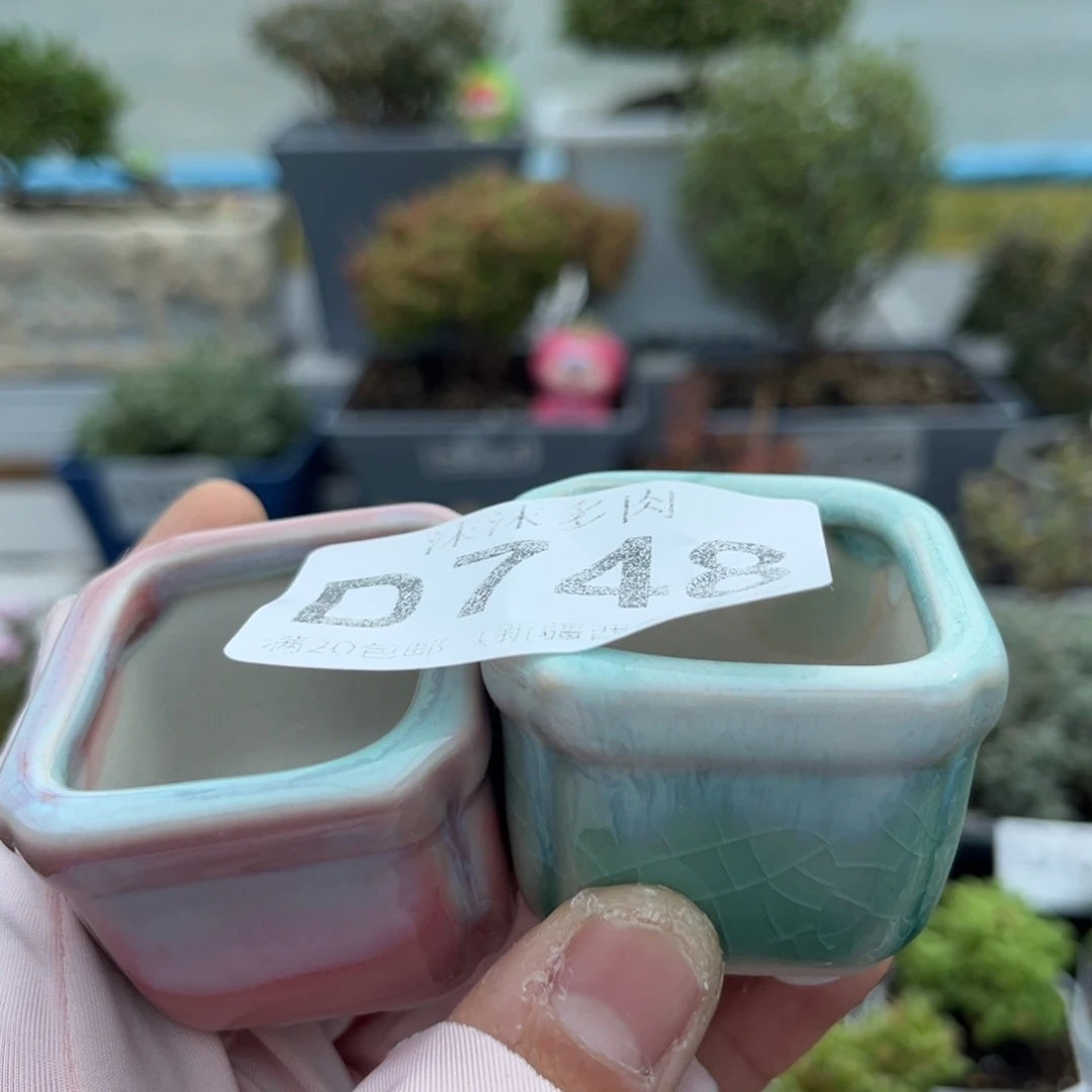 748盆组合福利绿植