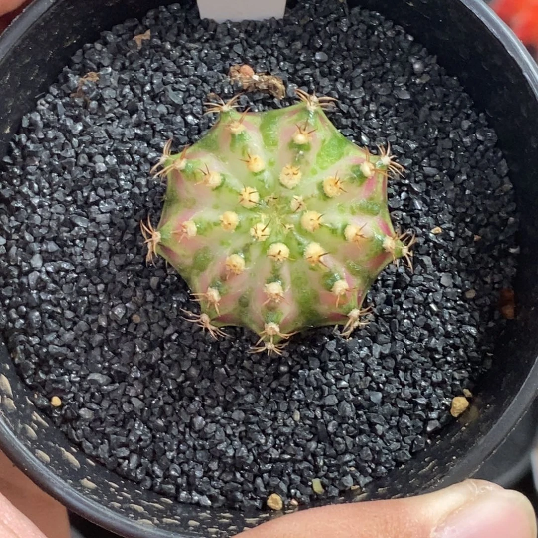 精品海神—脱土发货3