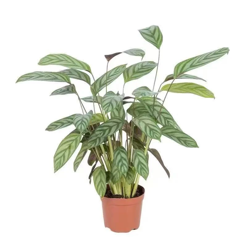 新飞羽竹芋 美丽 魅力四季常青办公室内观叶好养绿植盆栽彩叶花卉