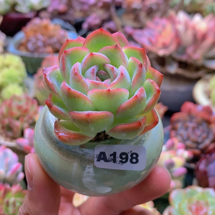一物一拍含盆土满38包邮A198