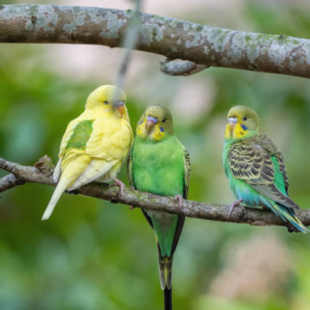 手养鸟宝一物一拍