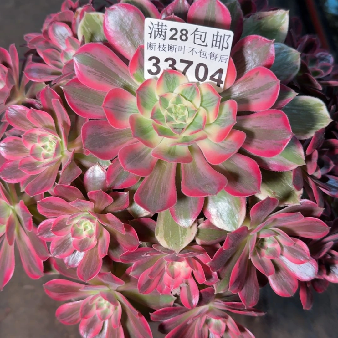 33704浣纱多肉植物