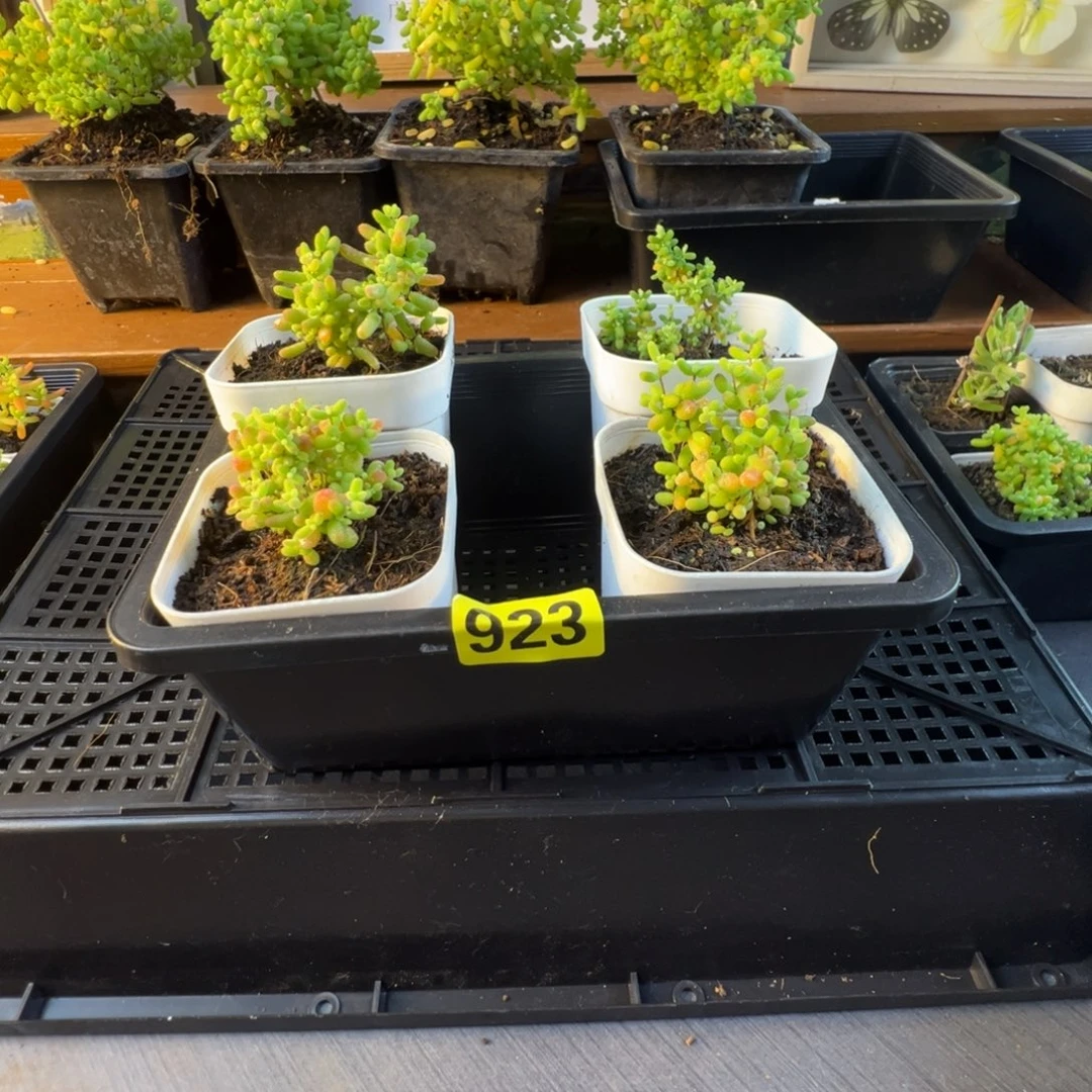 枝干番杏多肉植物923