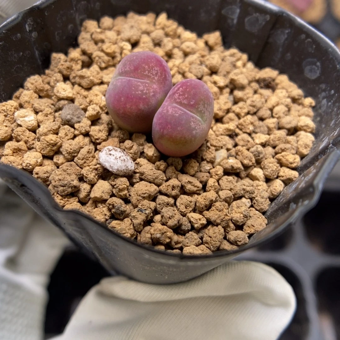 多肉植物肉锥杂交K-3735
