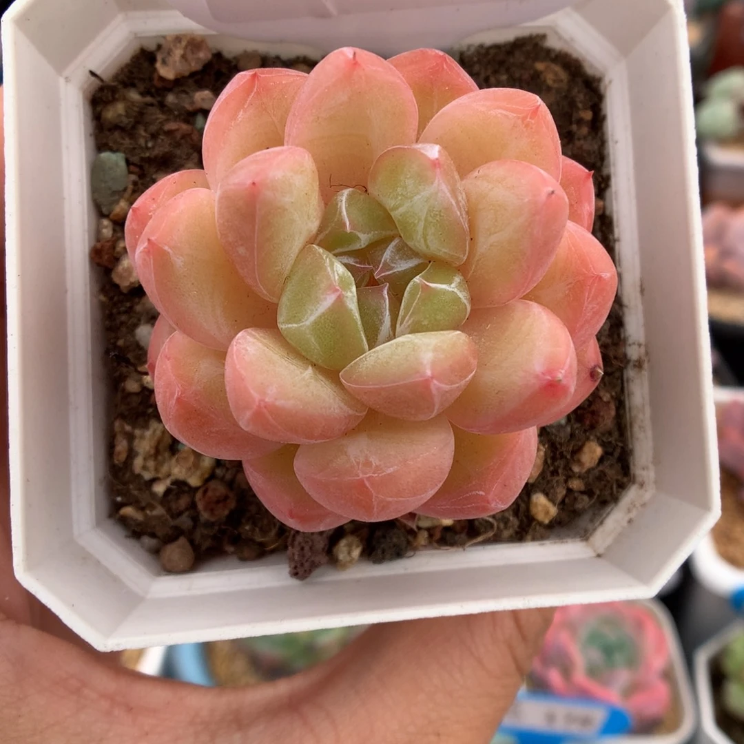 743钻石珍妮多肉植物