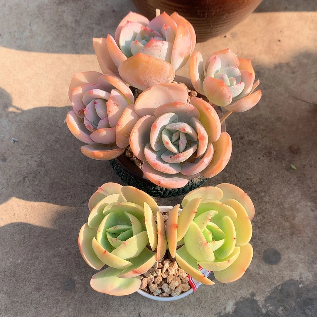 白凤多肉植物，鸡蛋碧桃