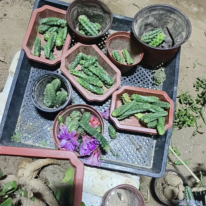 油***头多花色水仙侧芽一组10个