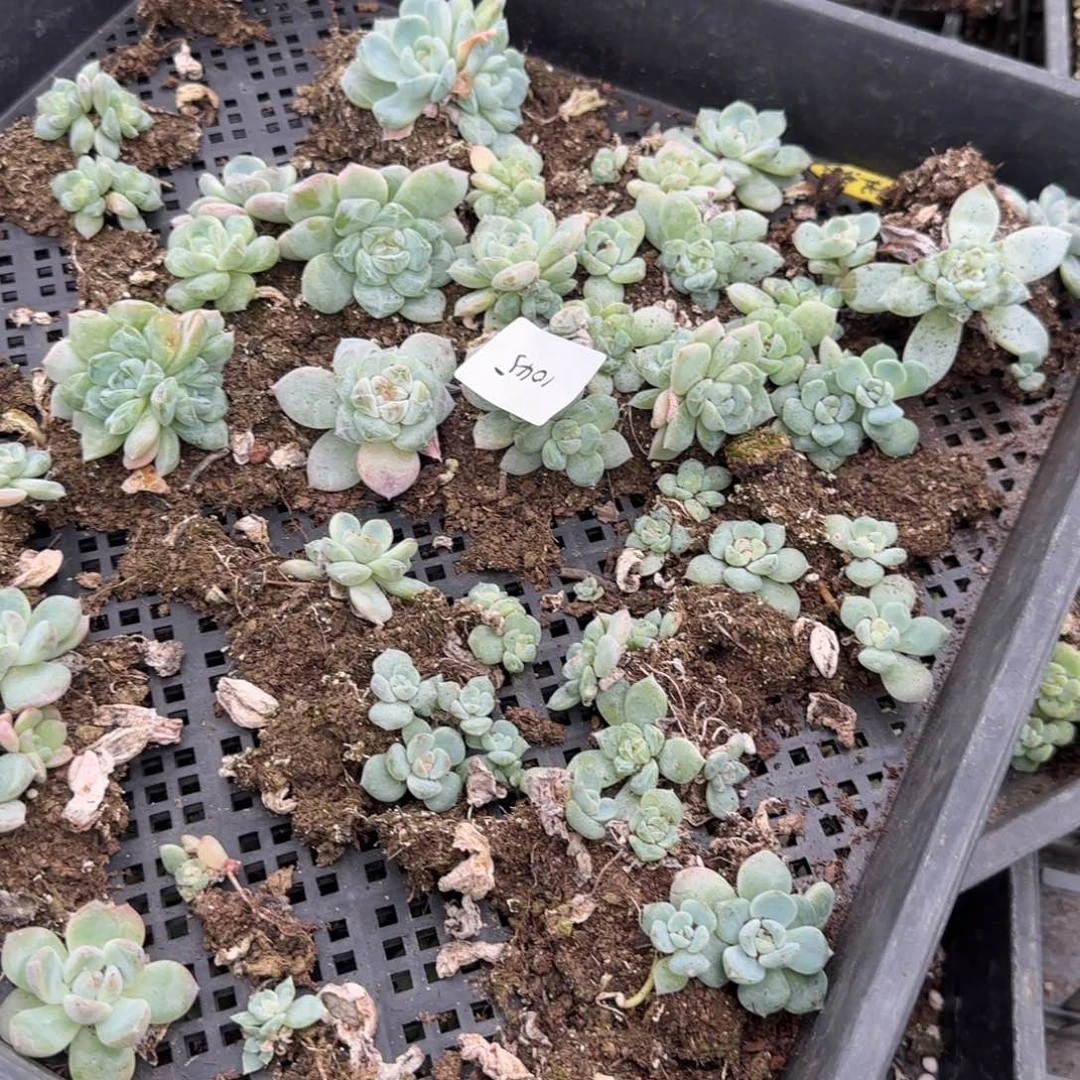 1045 号三半框满20包邮
