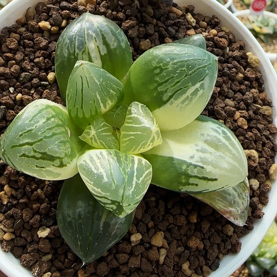 305号玉潭寿锦一物一拍带盆土