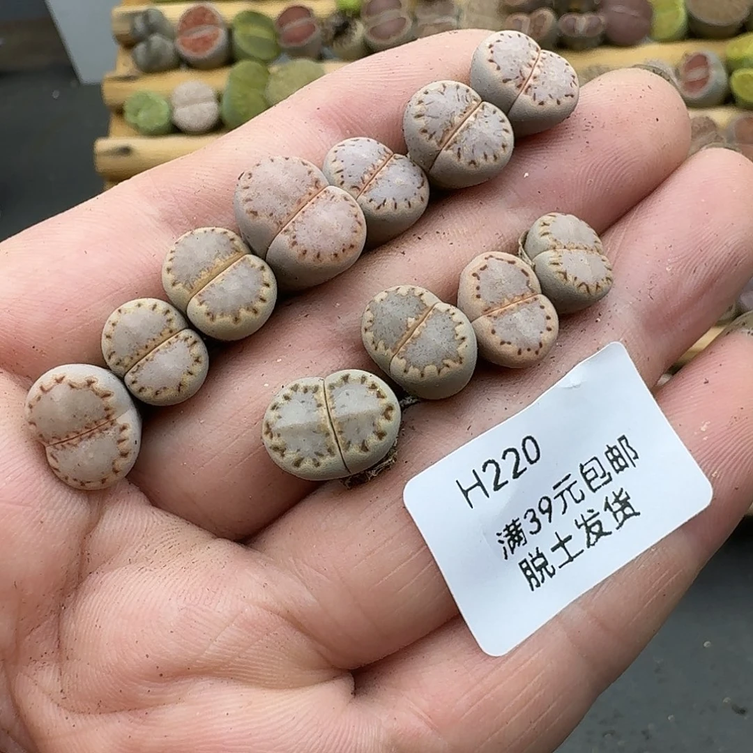220多肉哈哈哈哈哈哈