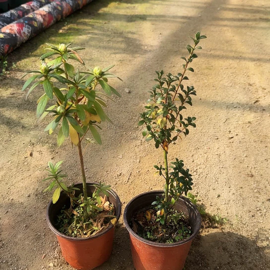 杜鹃盆景杜鹃老桩日****情