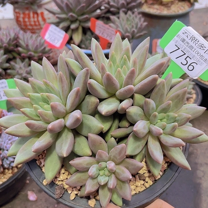 7756黄体红蜻蜓。