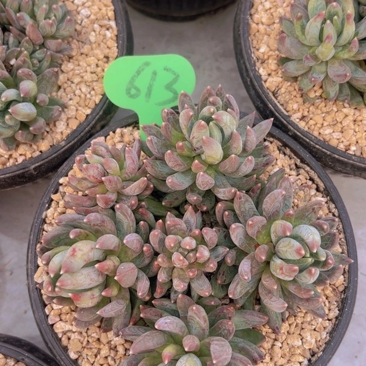 健健康康平平安安