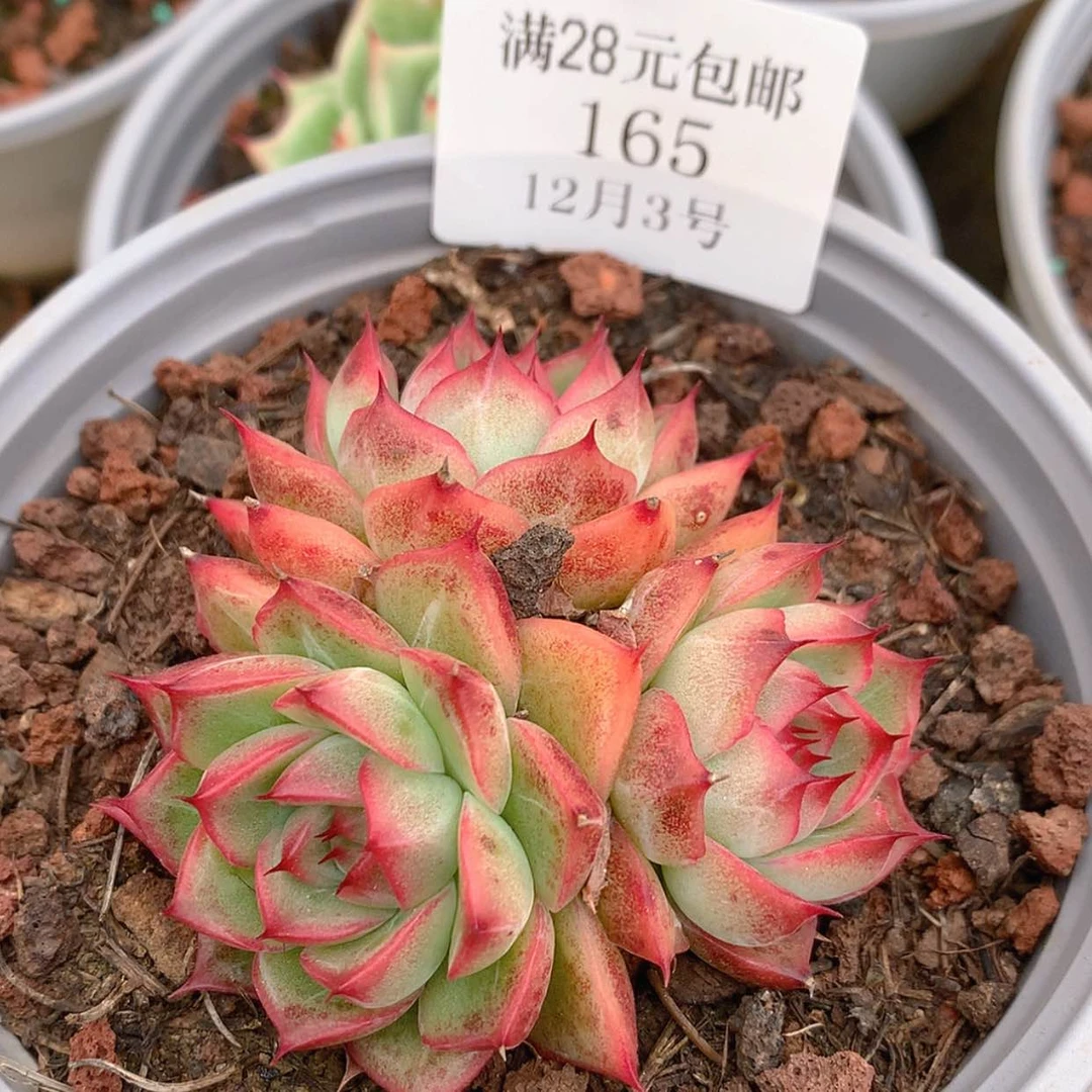 【闪购商品】云165号