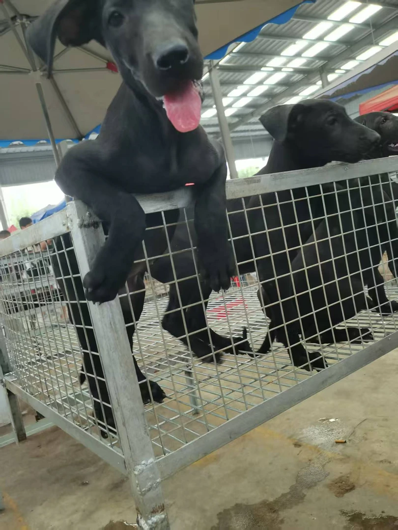 中大型犬狗笼实心钢筋焊接防撞咬适用于狗场养殖基地