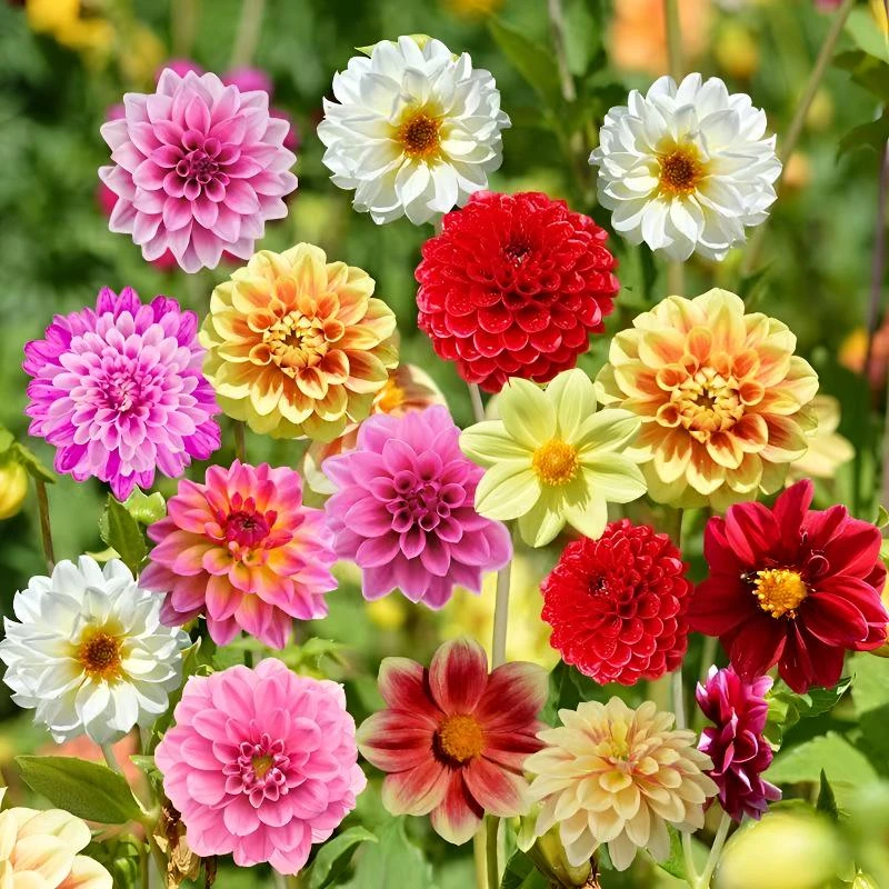 小丽花种子庭院种植四季开花不断易活盆栽植物花卉种籽