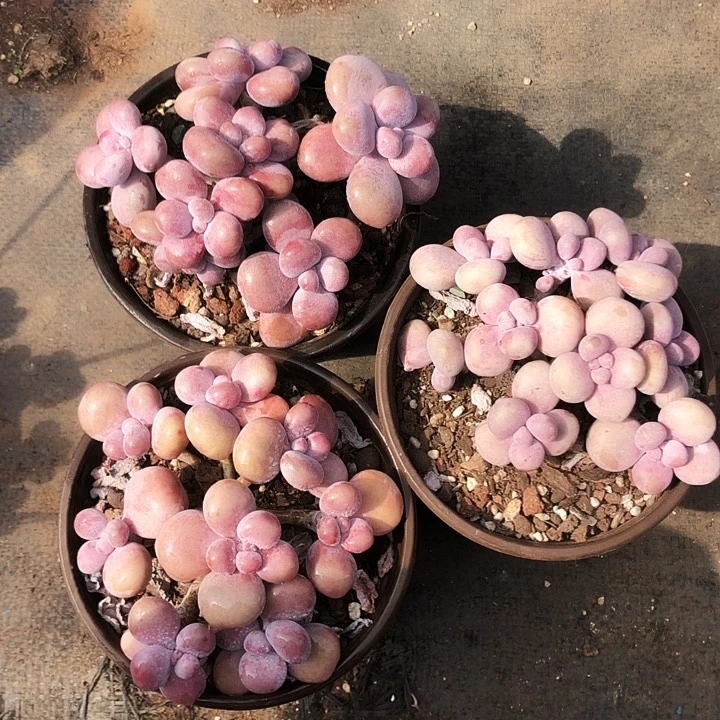 腰子桃蛋老桩多肉植物