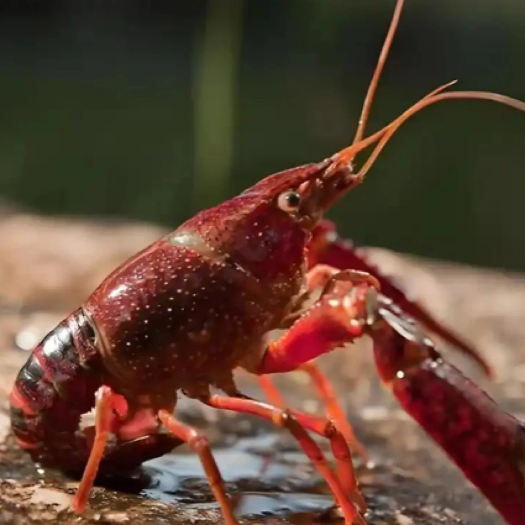 3斤小龙虾 8-10规格 鲜活发货