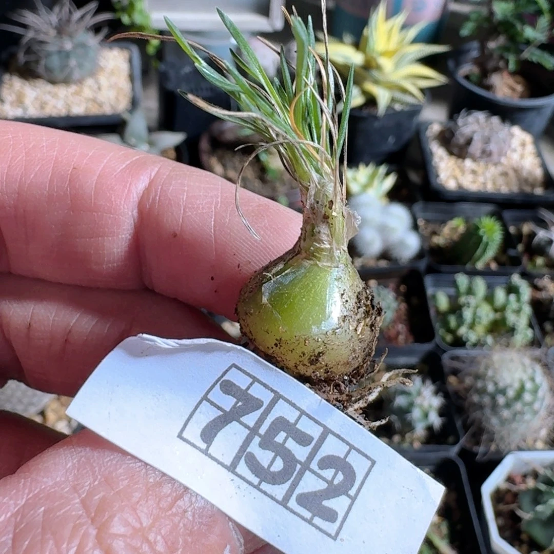 752迷你海葱脱土发货