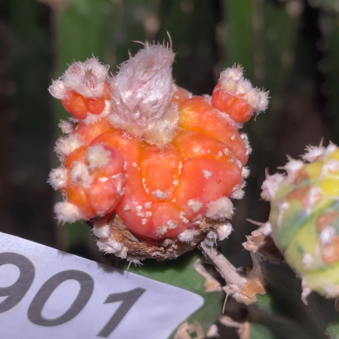全部花朵龟甲兜红901
