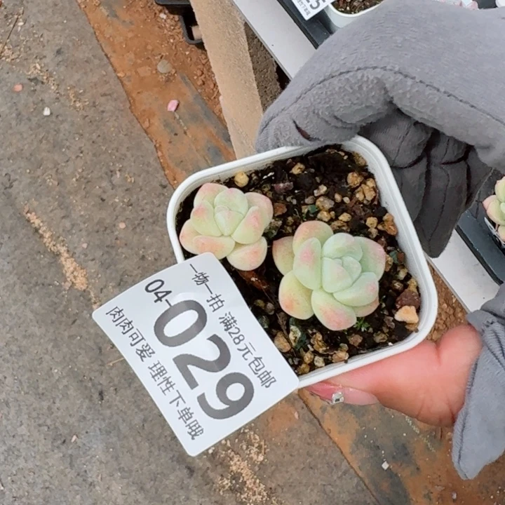 冰玉多肉植物多肉植物多肉