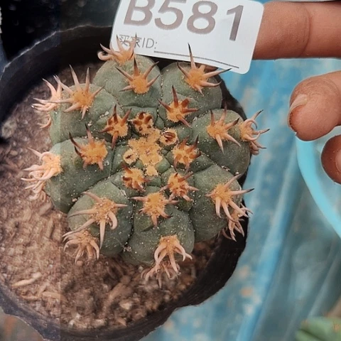 完全开放晚****8581仙人球