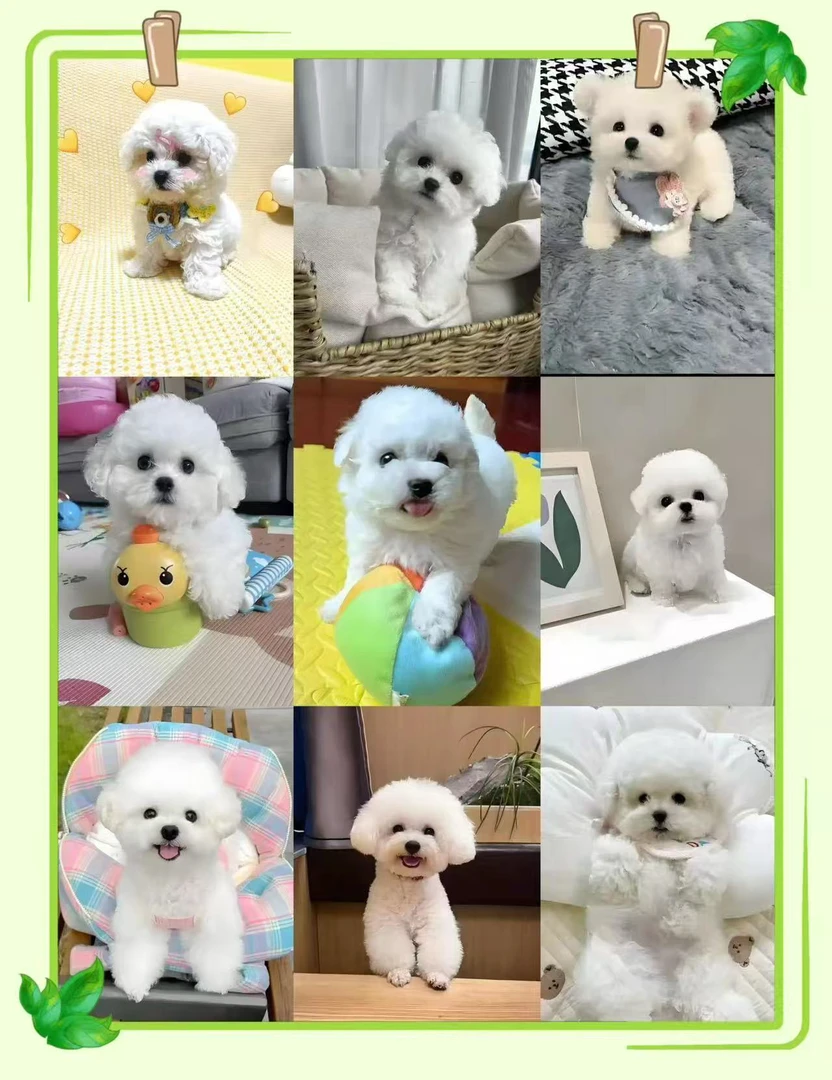 定制宠物相册尺寸大小联系客服