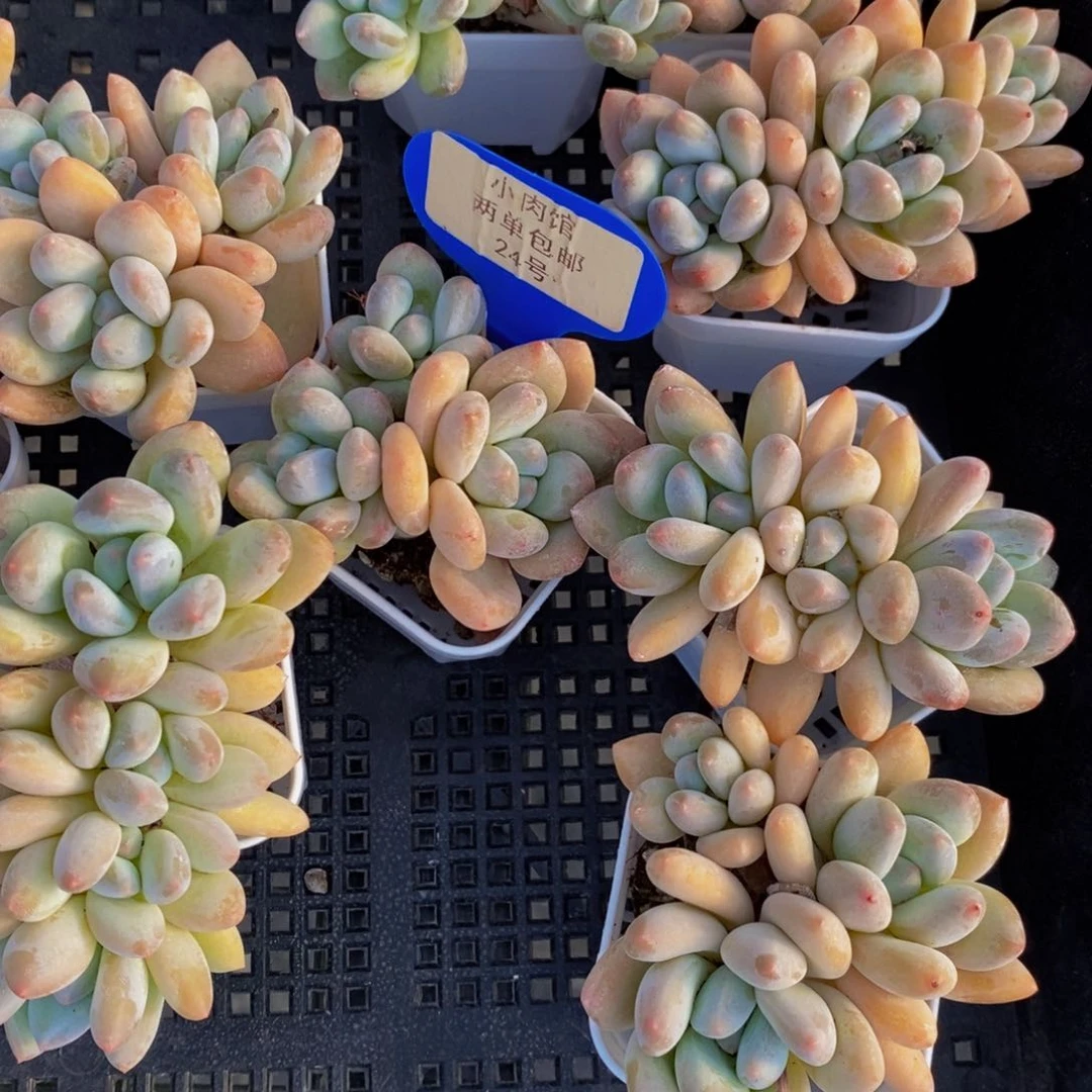 24-精品奶油香水群三个