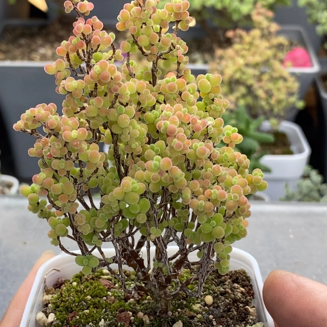 670蜜橘精控。