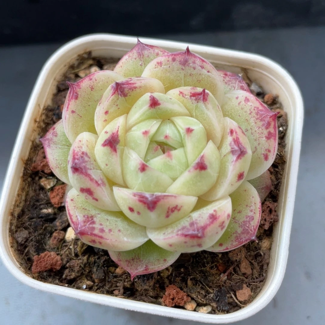 优选麦杆福利643