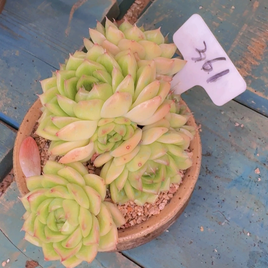 蘑***9多肉植物和植物等植物