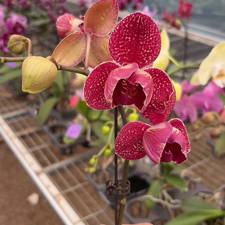 秋***花完全开放0864蝴蝶兰一物一拍