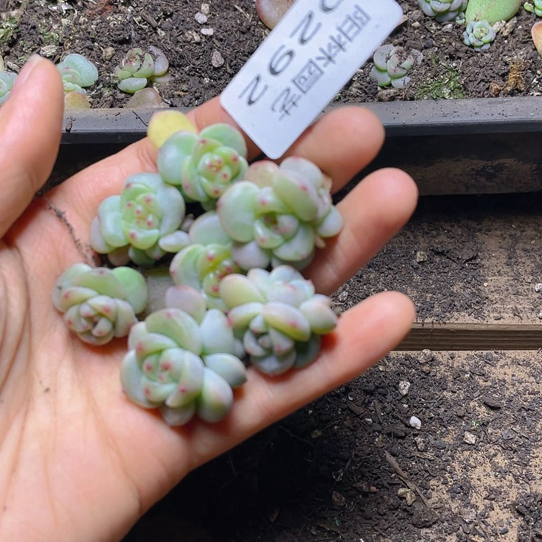 多肉植物多肉植物292