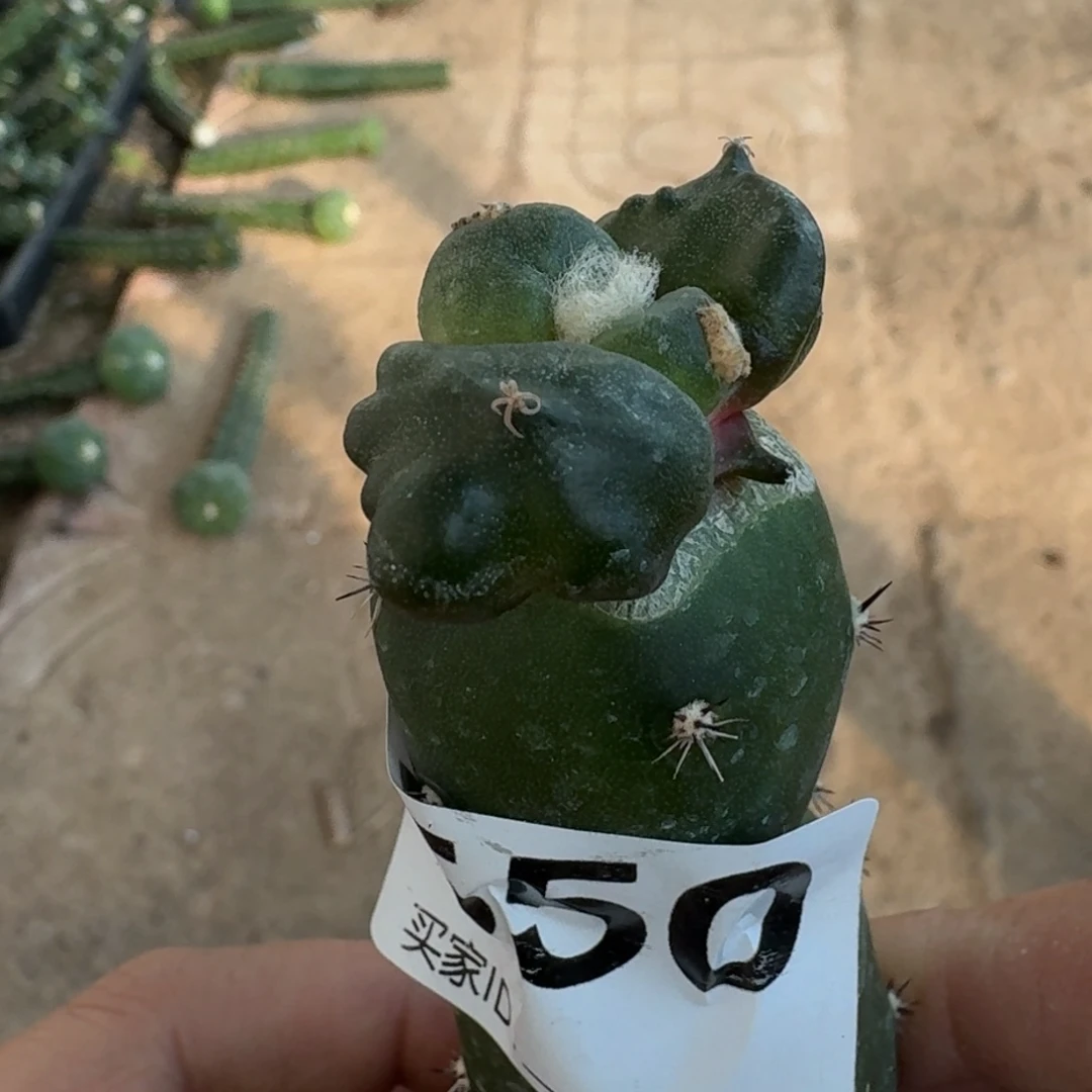 【闪购商品】怪蛋带背尤550