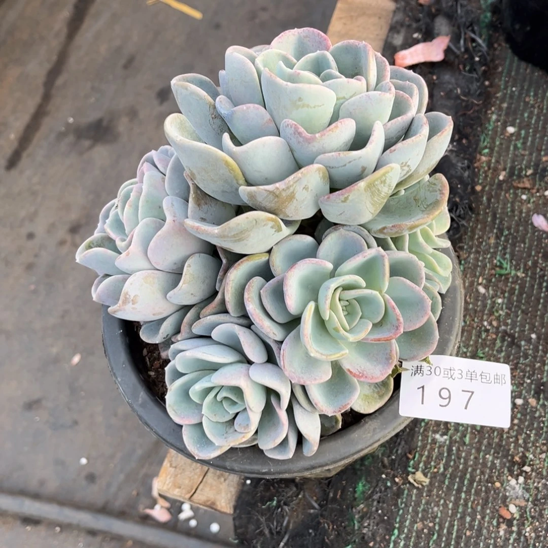 197美尻多肉植物……