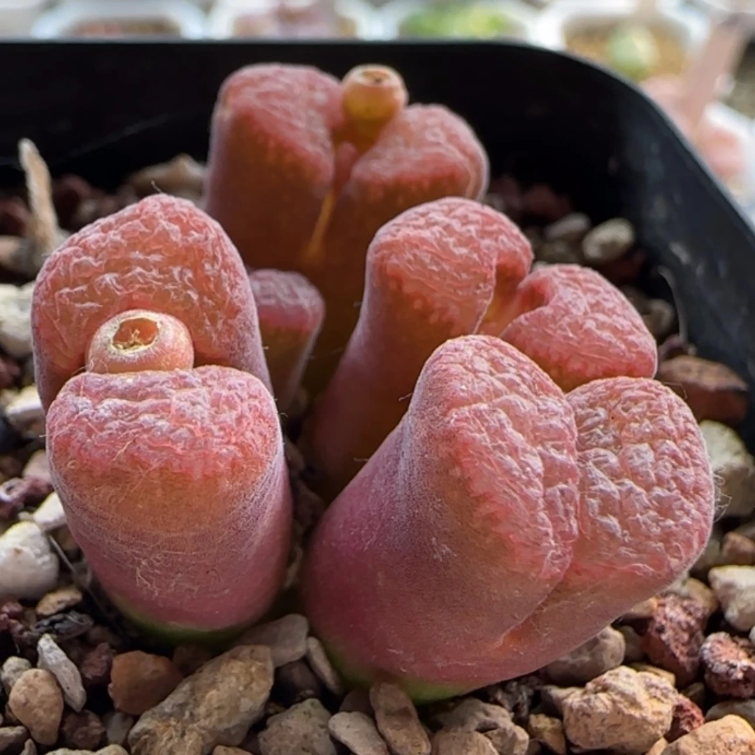 【闪购商品】兜*米20460补差之前两百风铃化水一个头