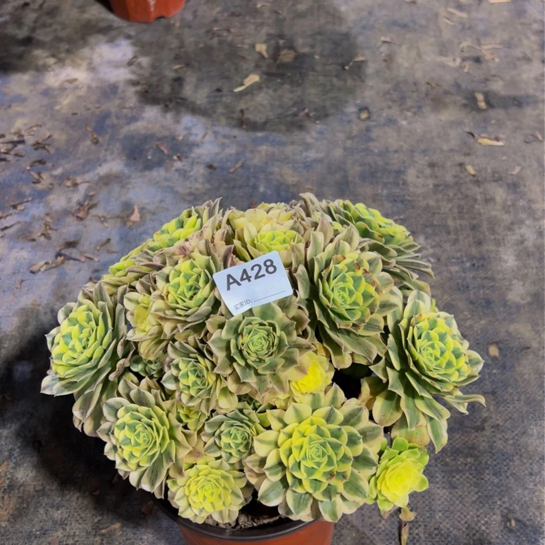 丫*428绿豆沙法师